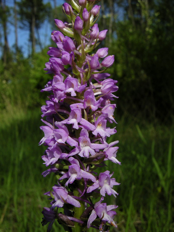 Orchidee del Chianti 2009